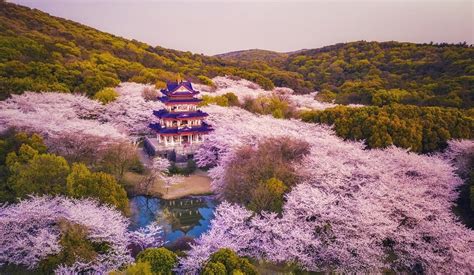 are cherry blossoms in china